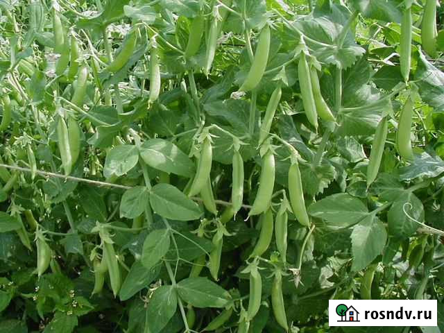 Горох полевой (Пелюшка) сорт: Орловчанин 2 Махнево - изображение 1