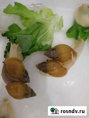 Улитка Ахатина Уфа - изображение 1