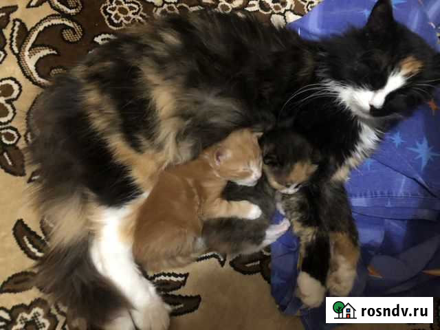 Котята в добрые руки Видное - изображение 1