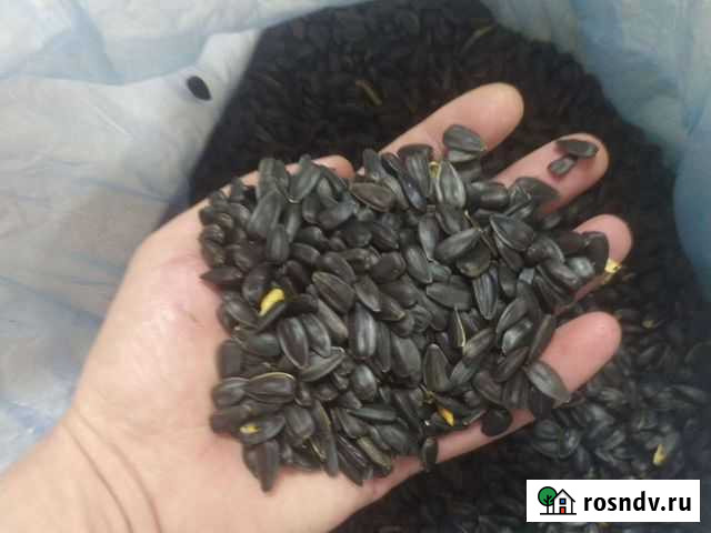 Семечка подсолнуха Озёры - изображение 1