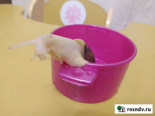 Улитки ахатины Казань - изображение 1