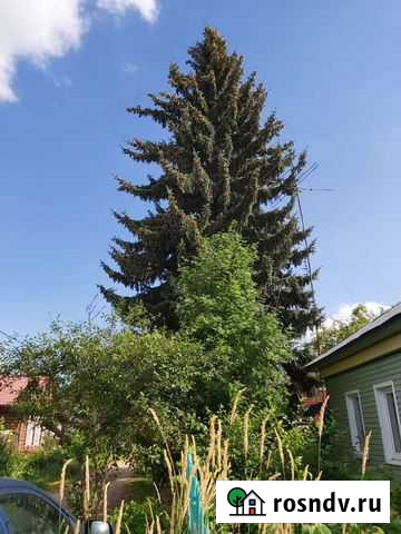 Елка голубая Серпухов - изображение 1