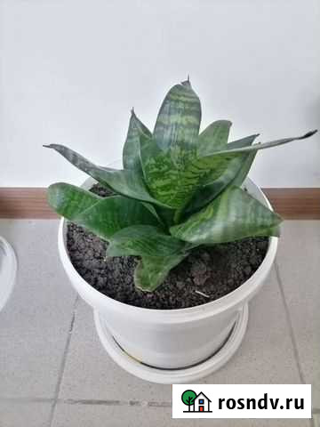 Комнатные цветы Лабинск - изображение 1