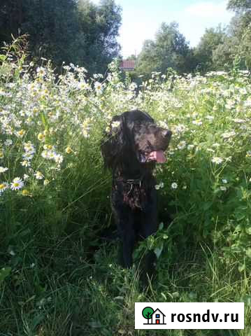 Шотландский Сеттер Гордона вязка Подольск - изображение 1