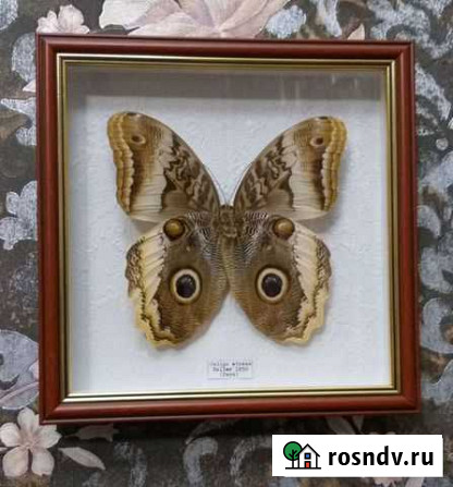 Бабочка в рамке Чебоксары - изображение 1