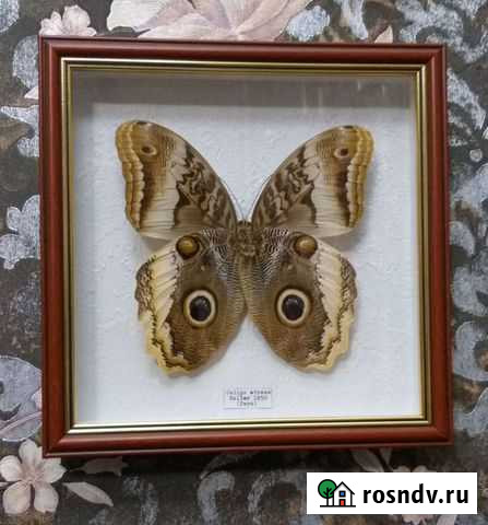 Бабочка в рамке Чебоксары - изображение 1