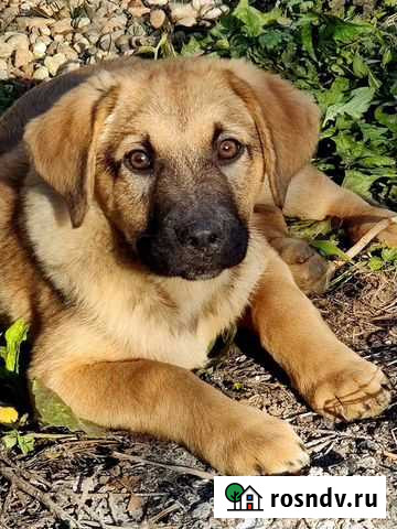 Щенки метисы лабрадора в дар Москва - изображение 1