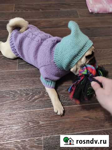 Кофточки для собак Ковров - изображение 1