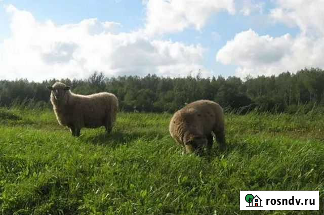 Овцы бараны Красный Кут - изображение 1