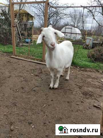 Коза Варениковская - изображение 1