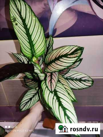 Калатея Вайт стар Екатеринбург - изображение 1