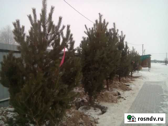 Саженцы сосны крупномер зимняя посадка Нижний Новгород - изображение 1