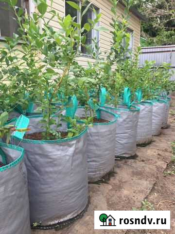 Голубика Дюк,Спартан,Элизабет Волгодонск - изображение 1