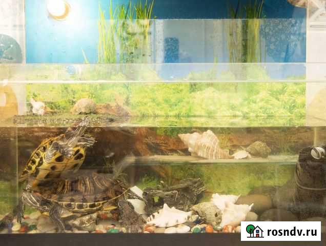 Красноухие черепахи в аквариуме Челябинск - изображение 1