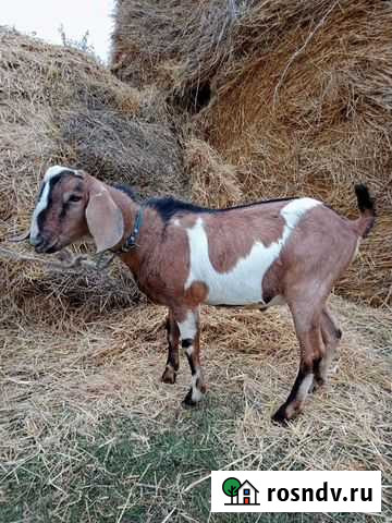 Англо нубийский козел Балтаси - изображение 1