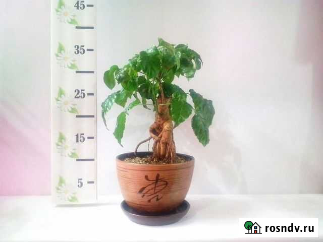 Комнатный Бонсай Челябинск - изображение 1