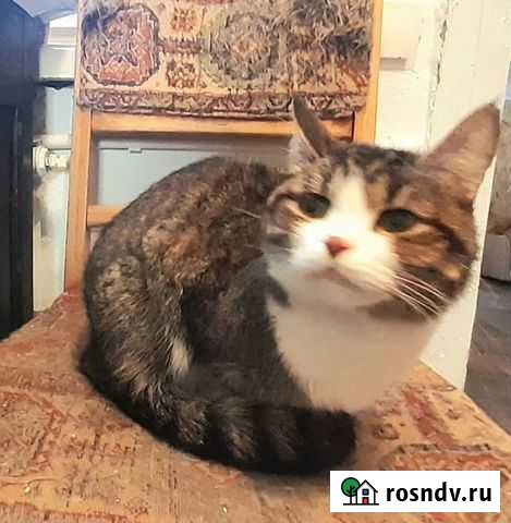 Нежная Мила ищет дом, стерилизована Тамбов - изображение 1