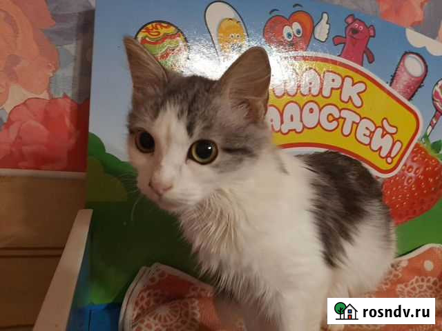 Юная Маришка ищет дом, стерилизована Тамбов - изображение 1