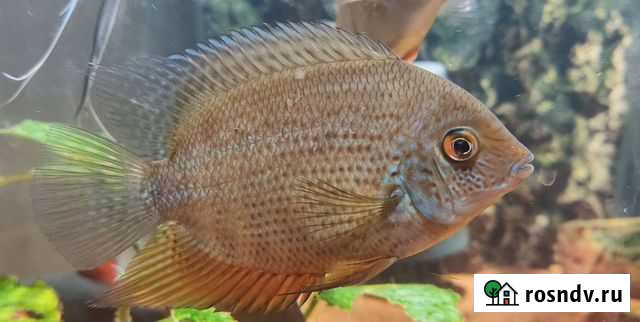 Северум Сантарем Балашиха - изображение 1