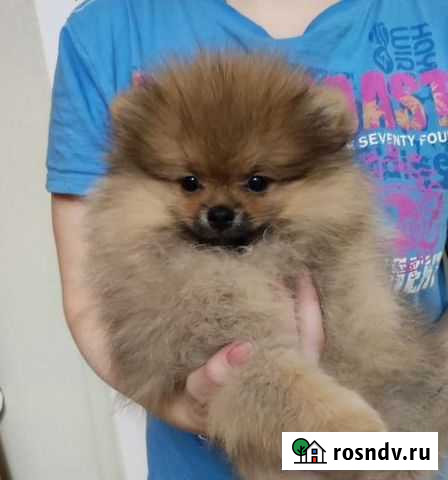 Померанский шпиц мальчик оранж 4месяца Санкт-Петербург - изображение 1
