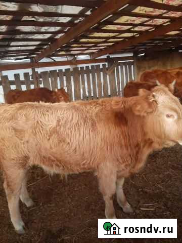 Бычки 2021 Старокучергановка - изображение 1