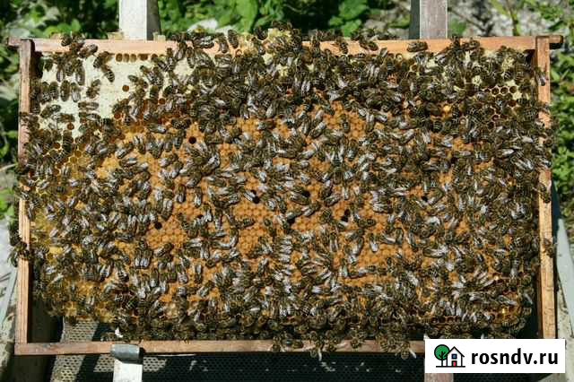 Пчелы среднерусские(местные) Дюртюли - изображение 1