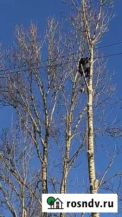 Валка деревьев Санкт-Петербург - изображение 1