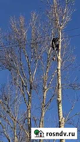 Валка деревьев Санкт-Петербург - изображение 1