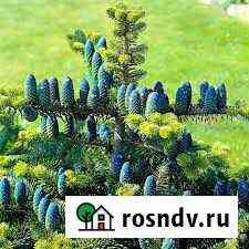 Пихта корейская кореана Боровск