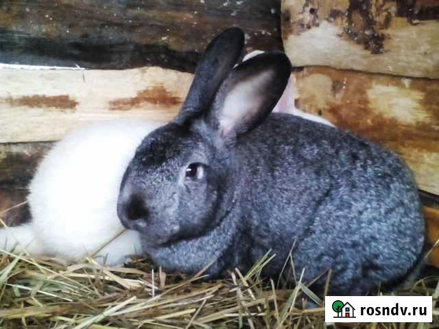 Кролики разных мясных пород Санкт-Петербург - изображение 1