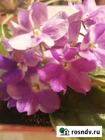 Фиалка Серпухов - изображение 1