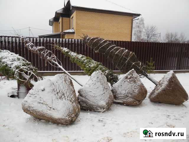 Озеленение крупномерами посадка гарантия Нижний Новгород - изображение 1