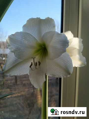 Гиппеаструм Кинешма - изображение 1