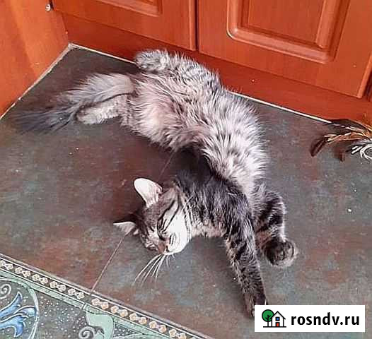 Ричи в добрый дом Сочи - изображение 1