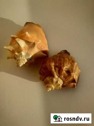 Ракушка Чебоксары - изображение 1