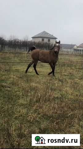 Арабский жеребец Нарткала - изображение 1