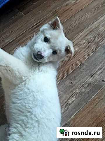 Мишка на удачу Верещагино - изображение 1