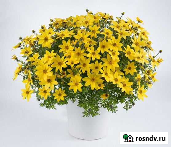 Биденс вегетативный Самара - изображение 1