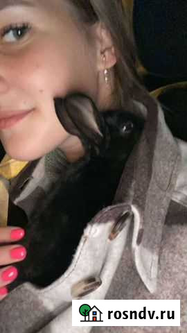 Декоративные кролики Одинцово - изображение 1