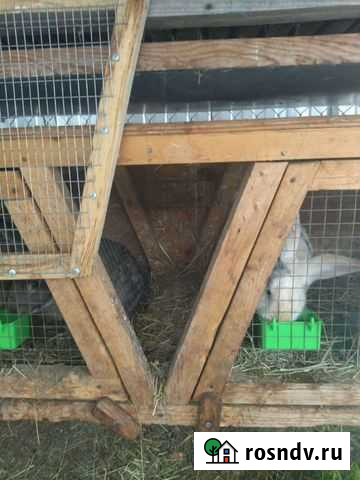 Кролики с клетками Раменское - изображение 1