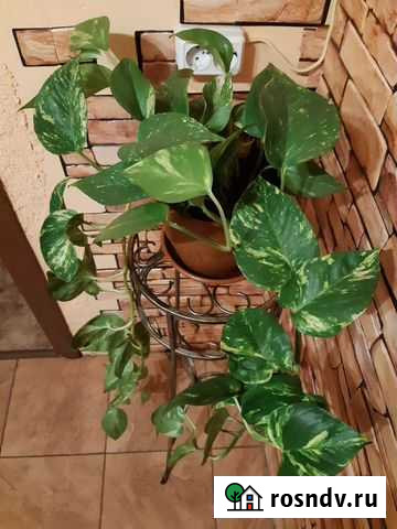 Лиана эпипремнум Калининград - изображение 1
