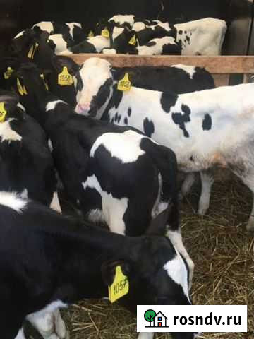 Телята бычки Ардатов - изображение 1