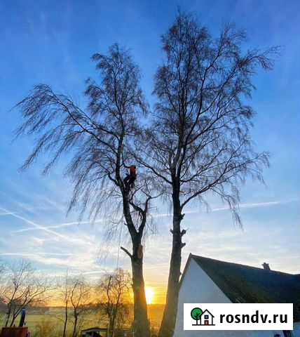 Спил деревьев. Очистка участка. Вывоз мусора Волгоград - изображение 1