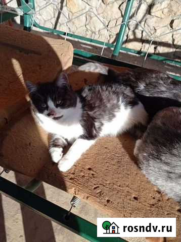 Котята в добрые руки бесплатно Усть-Лабинск - изображение 1