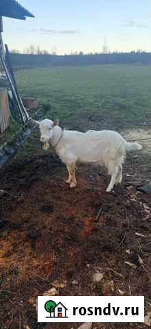 Козел зааненский Сольцы - изображение 1