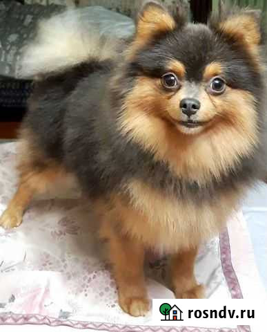 Амбер, 10 месяцев Москва - изображение 1