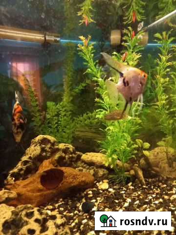 Аквариум с рыбками Симферополь - изображение 1