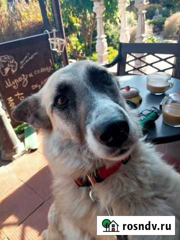 Якутская собака Шеба в дар Москва - изображение 1