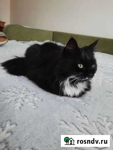 Котик Вася ищет дом Кировск - изображение 1