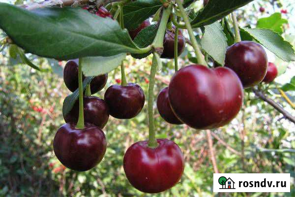 Вишня Любская(семена и саженцы) Волгоград - изображение 1